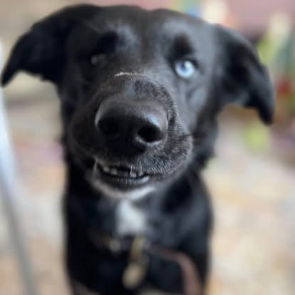 Happy pet during care session
